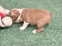 Penny, a female Boston Terrier for sale in Fremont, MO – 5 of 5