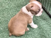 Penny, a female Boston Terrier for sale in Fremont, MO – 2 of 5