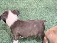 Pebbles , a female Boston Terrier for sale in Fremont, MO – 2 of 3