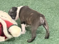Pebbles , a female Boston Terrier for sale in Fremont, MO – 3 of 3