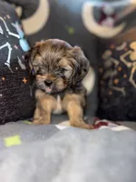 Zeus, a male Lhasa Apso and Yorkshire Terrier for sale in Monson, MA – 1 of 10