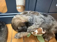 Zeus, a male Lhasa Apso and Yorkshire Terrier for sale in Monson, MA – 8 of 10