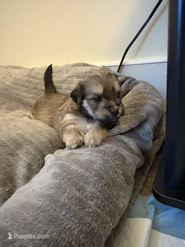 Athena – Lhasa Apso, Yorkshire Terrier puppy for sale in Monson, MA