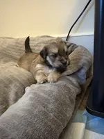 Athena, a female Lhasa Apso and Yorkshire Terrier for sale in Monson, MA – 1 of 8