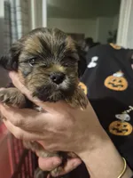 Oden, a male Lhasa Apso and Yorkshire Terrier for sale in Monson, MA – 2 of 4