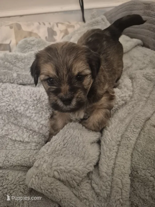 Rhea – Lhasa Apso, Yorkshire Terrier puppy for sale in Monson, MA