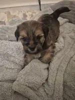 Rhea, a female Lhasa Apso and Yorkshire Terrier for sale in Monson, MA – 1 of 5