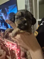 Oden, a male Lhasa Apso and Yorkshire Terrier for sale in Monson, MA – 4 of 4