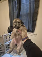 Rhea, a female Lhasa Apso and Yorkshire Terrier for sale in Monson, MA – 2 of 5