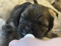 Cronos, a male Lhasa Apso and Yorkshire Terrier for sale in Monson, MA – 6 of 7