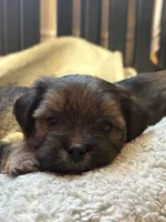 Eros, a male Lhasa Apso and Yorkshire Terrier for sale in Monson, MA – 1 of 2