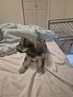 Rhea, a female Lhasa Apso and Yorkshire Terrier for sale in Monson, MA – 4 of 5