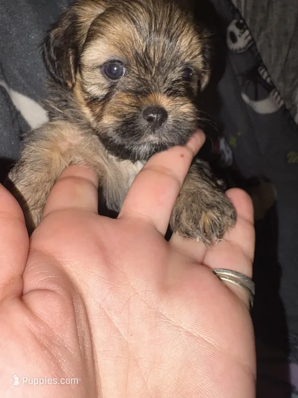 Percy Purse – Lhasa Apso, Yorkshire Terrier puppy for sale in Monson, MA