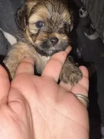 Percy Purse, a female Lhasa Apso and Yorkshire Terrier for sale in Monson, MA – 1 of 5
