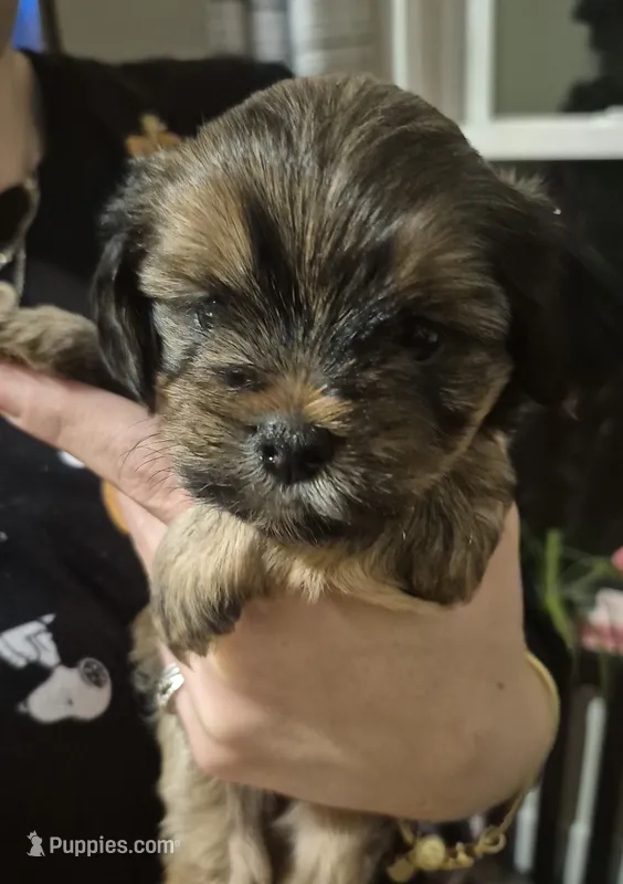 Oden – Lhasa Apso, Yorkshire Terrier puppy for sale in Monson, MA