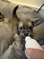 Athena, a female Lhasa Apso and Yorkshire Terrier for sale in Monson, MA – 2 of 8