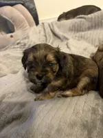 Zeus, a male Lhasa Apso and Yorkshire Terrier for sale in Monson, MA – 9 of 10
