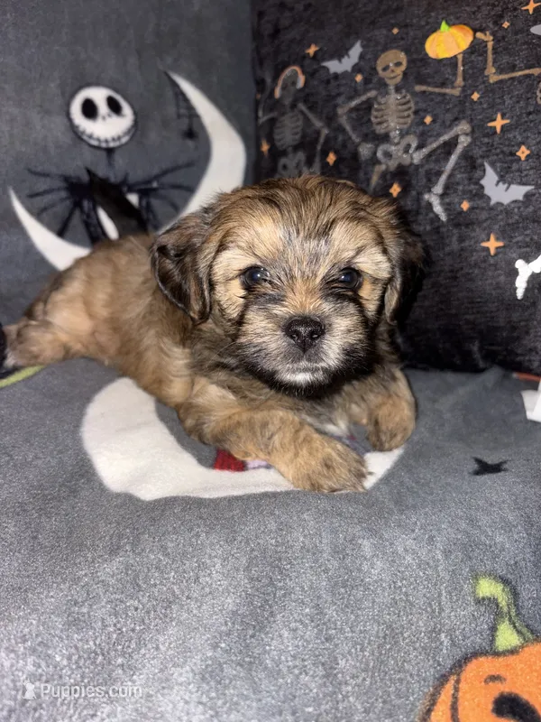 Oden – Lhasa Apso, Yorkshire Terrier puppy for sale in Monson, MA