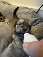 Athena, a female Lhasa Apso and Yorkshire Terrier for sale in Monson, MA – 3 of 8