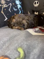 Zeus, a male Lhasa Apso and Yorkshire Terrier for sale in Monson, MA – 2 of 10