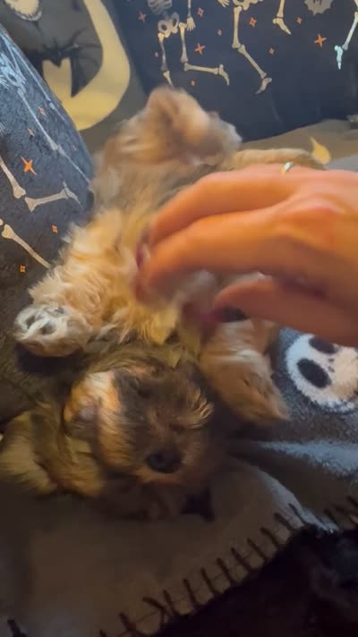 Zeus, a male Lhasa Apso and Yorkshire Terrier for sale in Monson, MA – 10 of 10