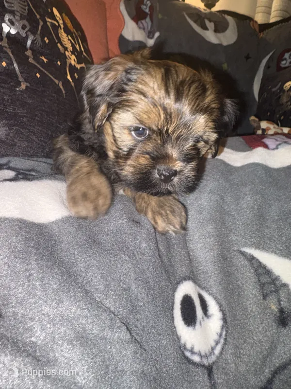 Eros – Lhasa Apso, Yorkshire Terrier puppy for sale in Monson, MA
