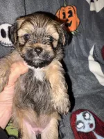 Percy Purse, a female Lhasa Apso and Yorkshire Terrier for sale in Monson, MA – 2 of 5
