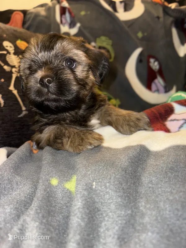 Cronos – Lhasa Apso, Yorkshire Terrier puppy for sale in Monson, MA