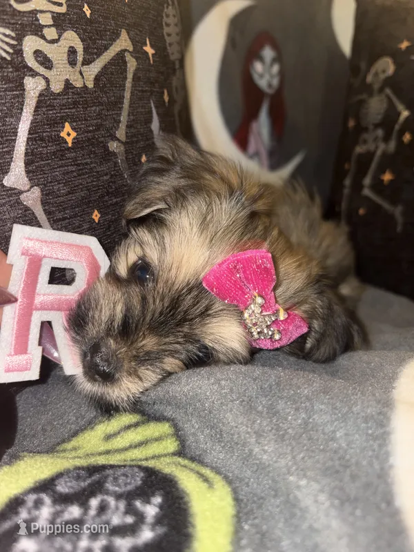 Rhea – Lhasa Apso, Yorkshire Terrier puppy for sale in Monson, MA