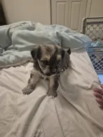 Rhea, a female Lhasa Apso and Yorkshire Terrier for sale in Monson, MA – 5 of 5
