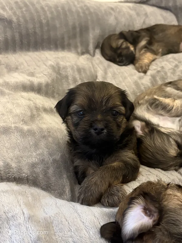 Cronos – Lhasa Apso, Yorkshire Terrier puppy for sale in Monson, MA