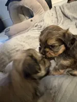 Zeus, a male Lhasa Apso and Yorkshire Terrier for sale in Monson, MA – 7 of 10