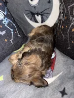 Zeus, a male Lhasa Apso and Yorkshire Terrier for sale in Monson, MA – 4 of 10