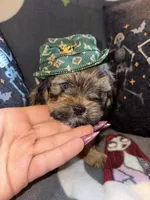 Zeus, a male Lhasa Apso and Yorkshire Terrier for sale in Monson, MA – 3 of 10