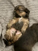 Zeus, a male Lhasa Apso and Yorkshire Terrier for sale in Monson, MA – 6 of 10