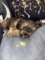 Zeus, a male Lhasa Apso and Yorkshire Terrier for sale in Monson, MA – 5 of 10