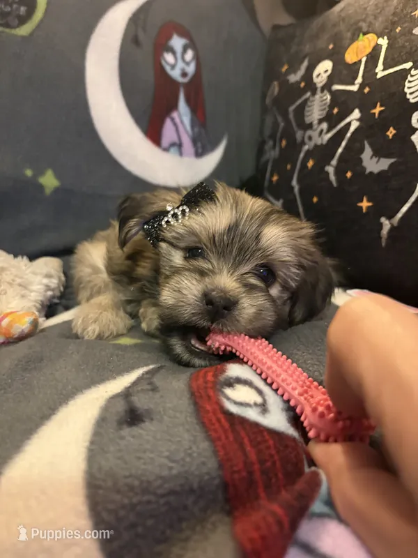 Athena – Lhasa Apso, Yorkshire Terrier puppy for sale in Monson, MA