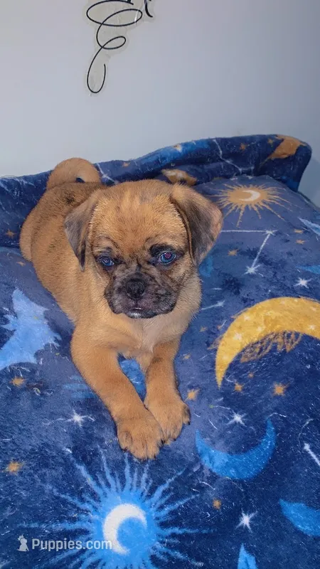Brownie  – Pug puppy for sale in Paterson, NJ