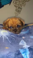 Brownie , a male Pug for sale in Paterson, NJ – 2 of 2