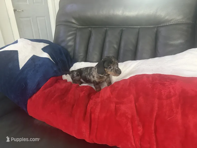 Male  – Miniature Dachshund puppy for sale in Farmersville, TX