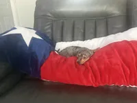 Female , a female Miniature Dachshund for sale in Farmersville, TX – 2 of 2