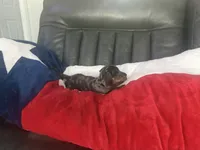 Male , a male Miniature Dachshund for sale in Farmersville, TX – 3 of 3