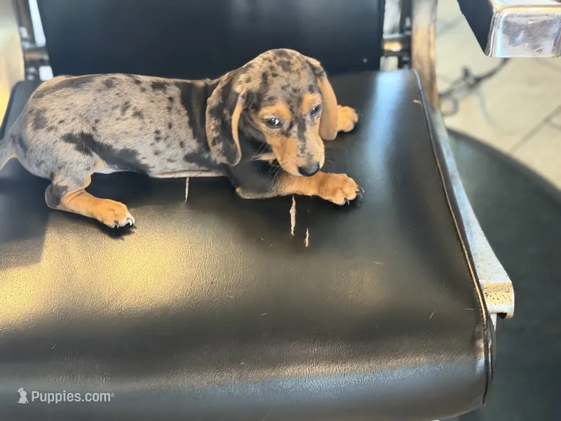 Rocco – Miniature Dachshund puppy for sale in Farmersville, TX