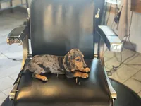 Rocco, a male Miniature Dachshund for sale in Farmersville, TX – 3 of 3