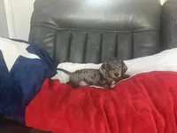 Female , a female Miniature Dachshund for sale in Farmersville, TX – 1 of 2