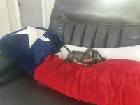 Female , a female Miniature Dachshund for sale in Farmersville, TX – 2 of 2