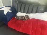 Female , a female Miniature Dachshund for sale in Farmersville, TX – 1 of 2