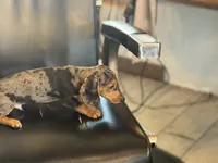 Rocco, a male Miniature Dachshund for sale in Farmersville, TX – 2 of 3