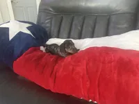 Male , a male Miniature Dachshund for sale in Farmersville, TX – 2 of 3