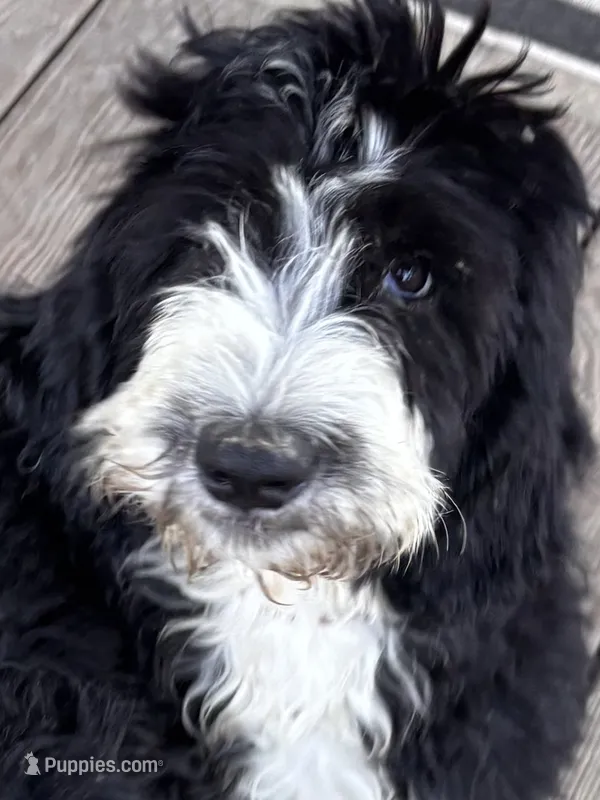 Virginia – Shepadoodle puppy for sale in Winfield, TN